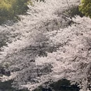 南昌旅游 缩略图 3
