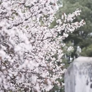 南昌旅游 缩略图 8