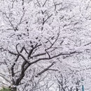 南昌旅游 缩略图 7
