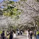 重庆旅游 缩略图 1