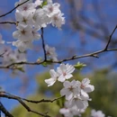 重庆旅游 缩略图 7