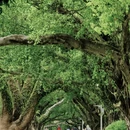 广州旅游 缩略图 5