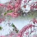 广州旅游 缩略图 2