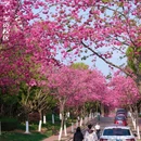 昆明旅游 缩略图 1