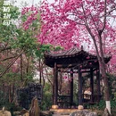 昆明旅游 缩略图 4