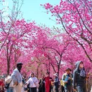 昆明旅游 缩略图 6