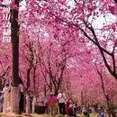 昆明旅游 缩略图 5