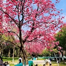 昆明旅游 缩略图 8
