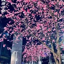 昆明旅游 缩略图 11
