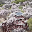 林芝旅游 缩略图 3
