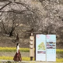 林芝旅游 缩略图 8