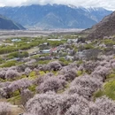 林芝旅游 缩略图 2