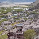 林芝旅游 缩略图 5