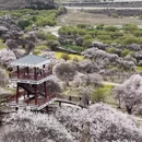 林芝旅游 缩略图 4