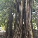广州旅游 缩略图 17
