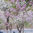 广州旅游 缩略图 3