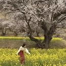 林芝旅游 缩略图 6