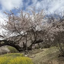 林芝旅游 缩略图 1