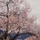 林芝旅游 缩略图 7