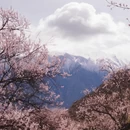 林芝旅游 缩略图 8