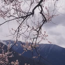 林芝旅游 缩略图 4