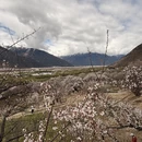 林芝旅游 缩略图 3