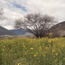 林芝旅游 缩略图 4