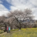 林芝旅游 缩略图 2