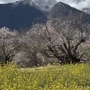林芝旅游 缩略图 15