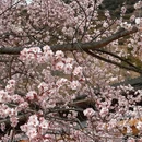 林芝旅游 缩略图 3