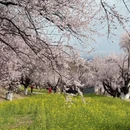 林芝旅游 缩略图 1