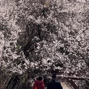 林芝旅游 缩略图 4