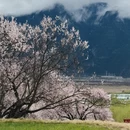 林芝旅游 缩略图 2