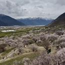 林芝旅游 缩略图 3