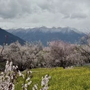 林芝旅游 缩略图 2