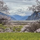 林芝旅游 缩略图 7