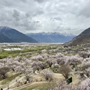 林芝旅游 缩略图 4