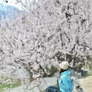 林芝旅游 缩略图 9