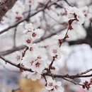 林芝旅游 缩略图 11