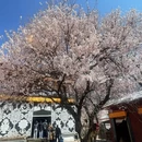 林芝旅游 缩略图 5