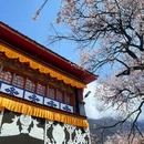 林芝旅游 缩略图 7