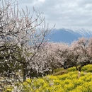 林芝旅游 缩略图 10