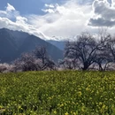 林芝旅游 缩略图 1
