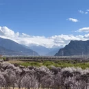 林芝旅游 缩略图 4
