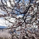 林芝旅游 缩略图 2