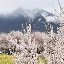 林芝旅游 缩略图 4