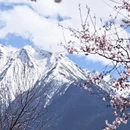 林芝旅游 缩略图 4