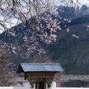 林芝旅游 缩略图 6