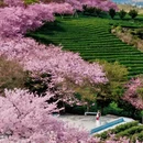 龙岩旅游 缩略图 4
