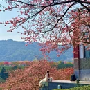 龙岩旅游 缩略图 16